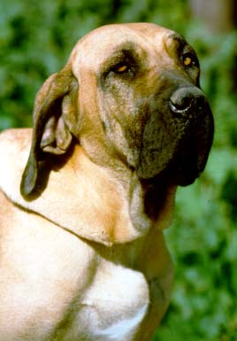 Fila Brasileiro Mastiff